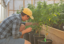 Green Horizons of Modern Cannabis Marketing