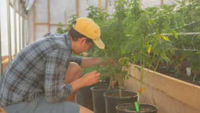 Green Horizons of Modern Cannabis Marketing