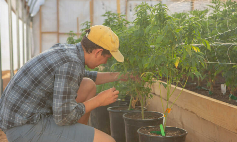 Green Horizons of Modern Cannabis Marketing